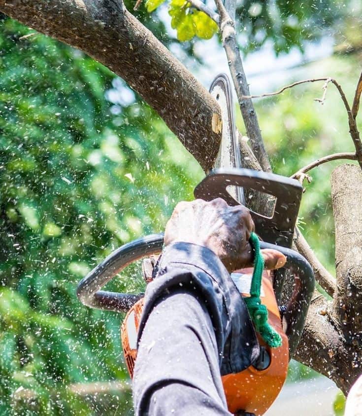 A's Tree Service Corp owner and expert crew