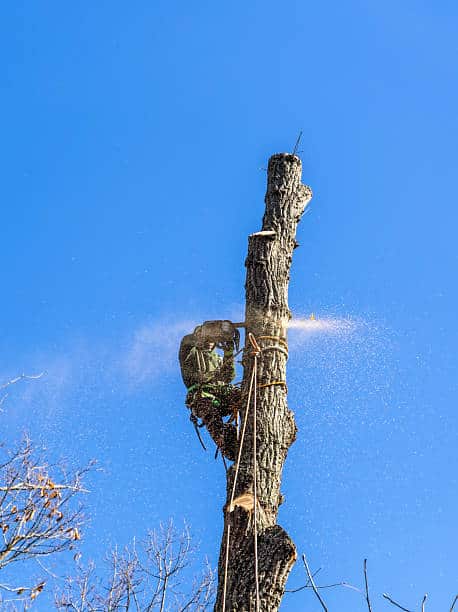 A's Tree Service Corp team portrait Charlotte NC