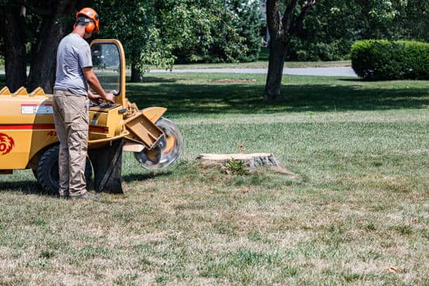 Tree trimming and removal work Charlotte NC