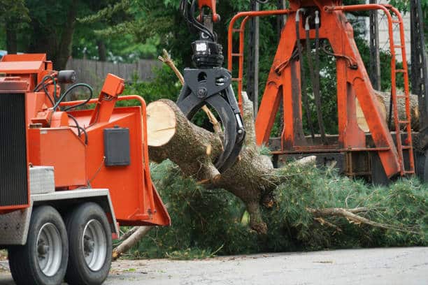 Stump removal service Charlotte NC