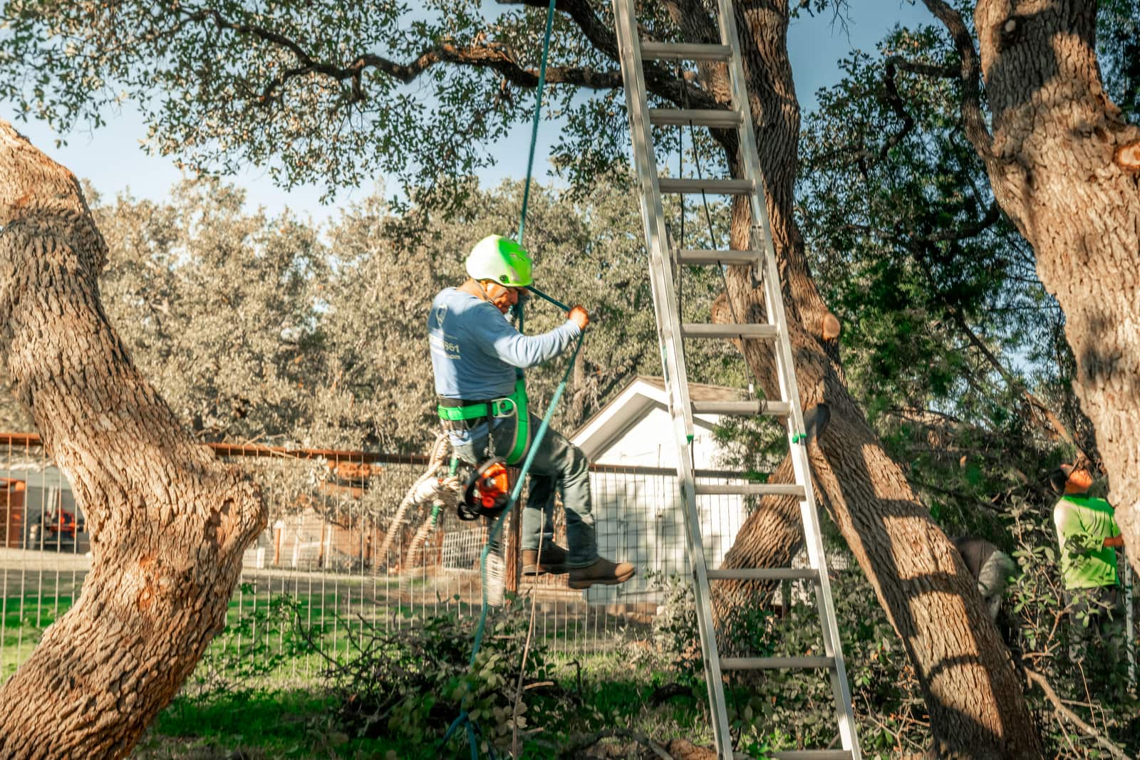 Tree removal service Charlotte NC