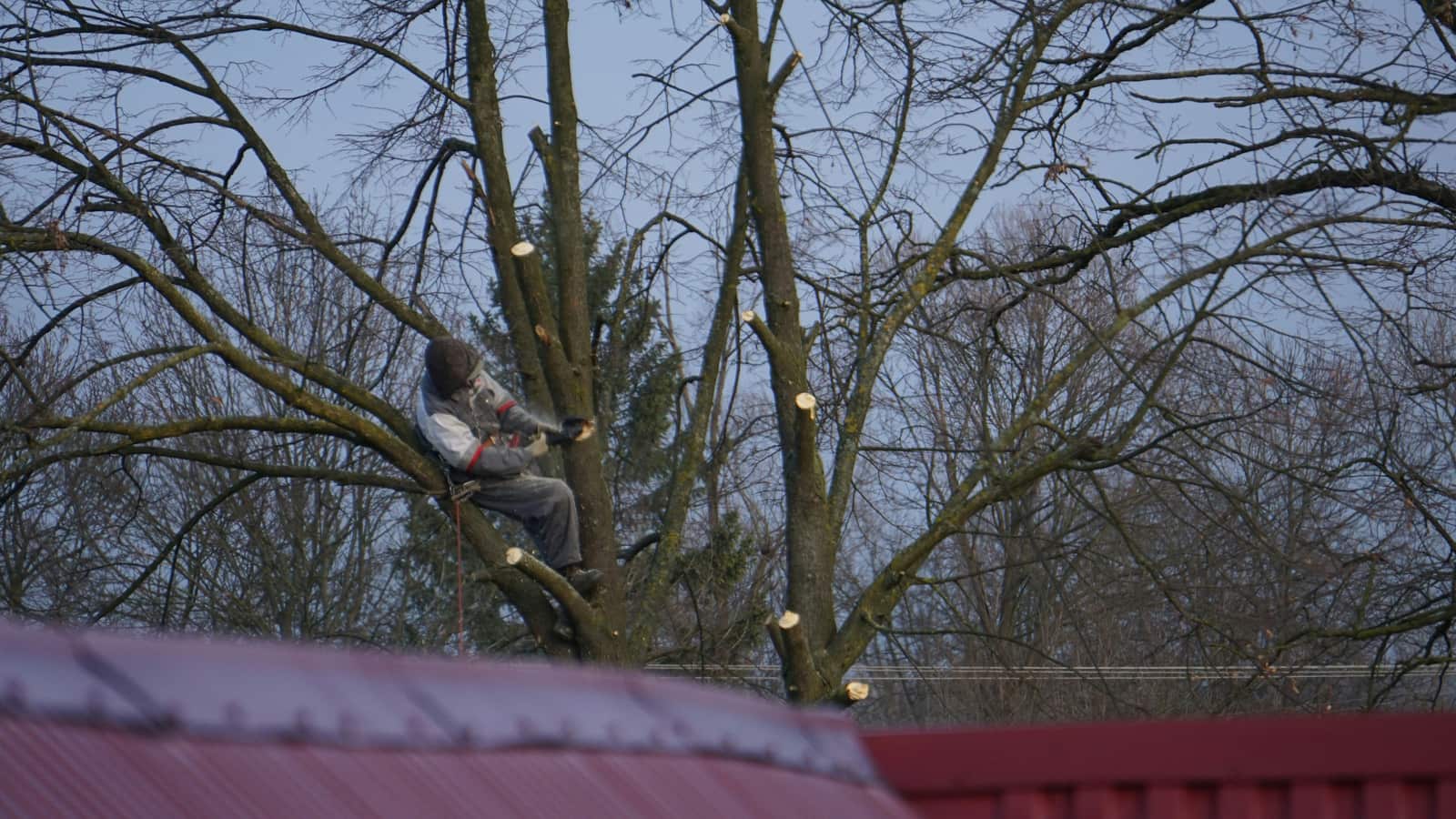 Professional tree service by A's Tree Service Corp in Charlotte, NC